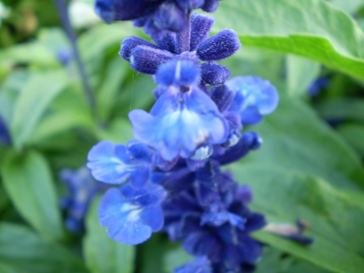 Salvia Patens 'Patio Deep Blue'