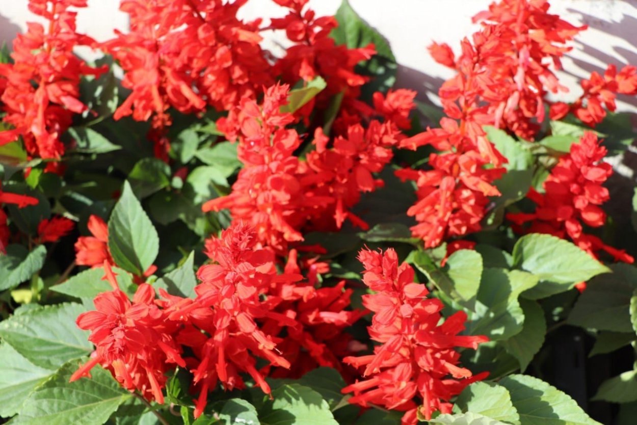 Сальвия Редди-Салмон