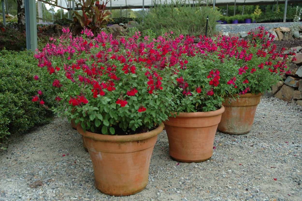 Salvia Heatwave Blaze