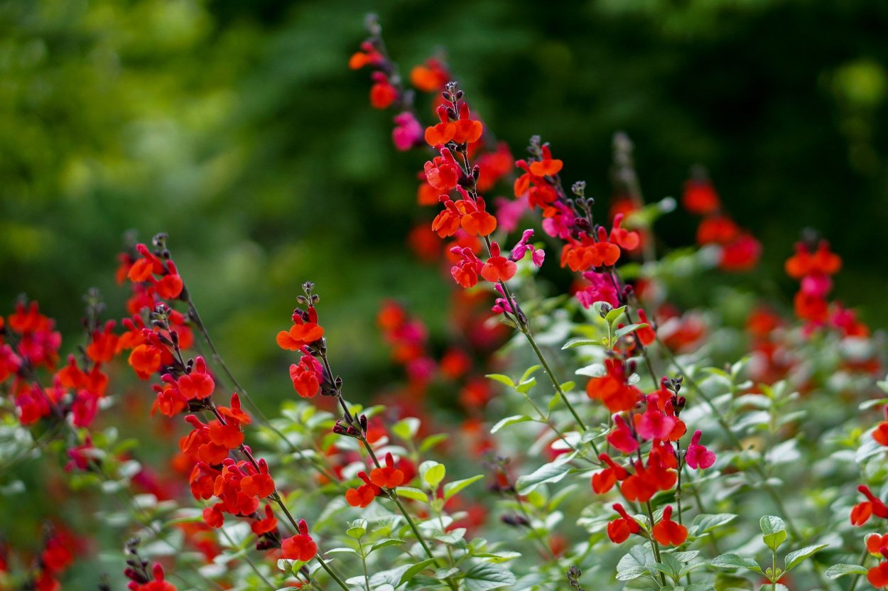 Шалфей мелколистный кроваво красный