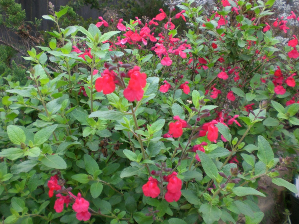 Шалфей мелколистный