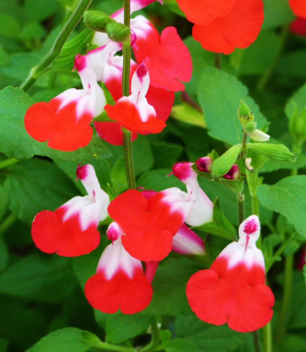 Сальвия микрофила