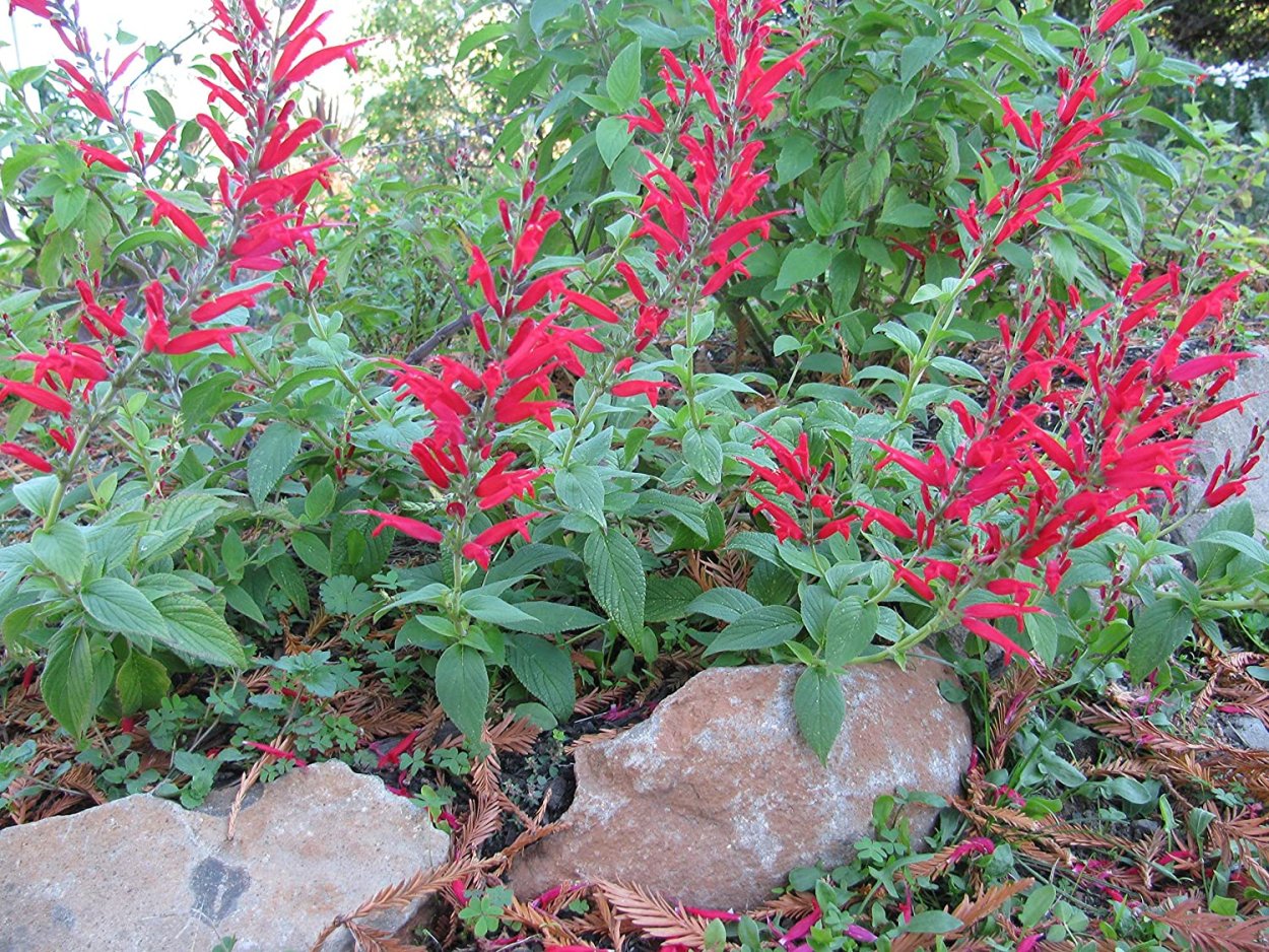 Сальвия микрофила