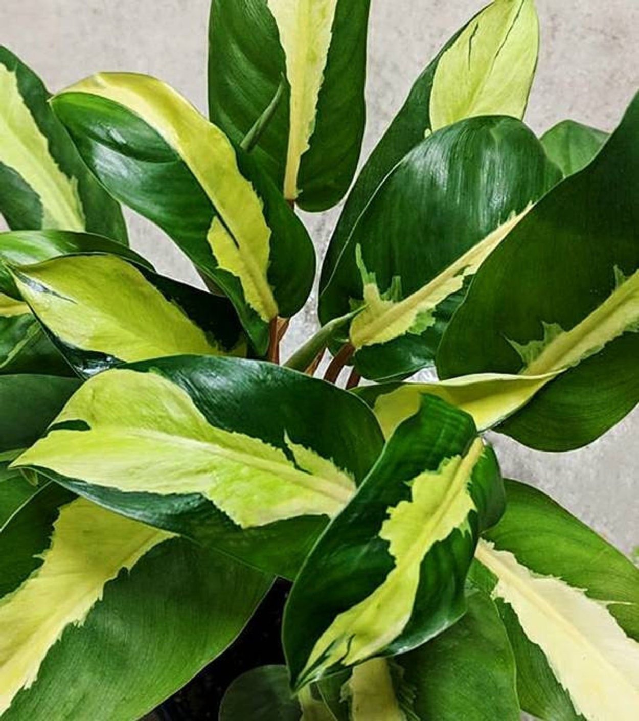 Монстера Альба Делициоза