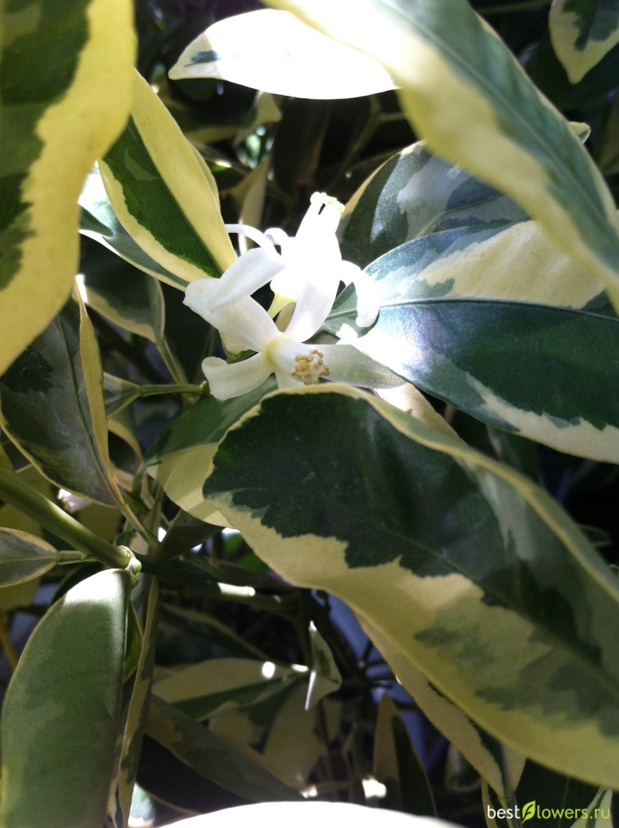 Фикус кратеролистный