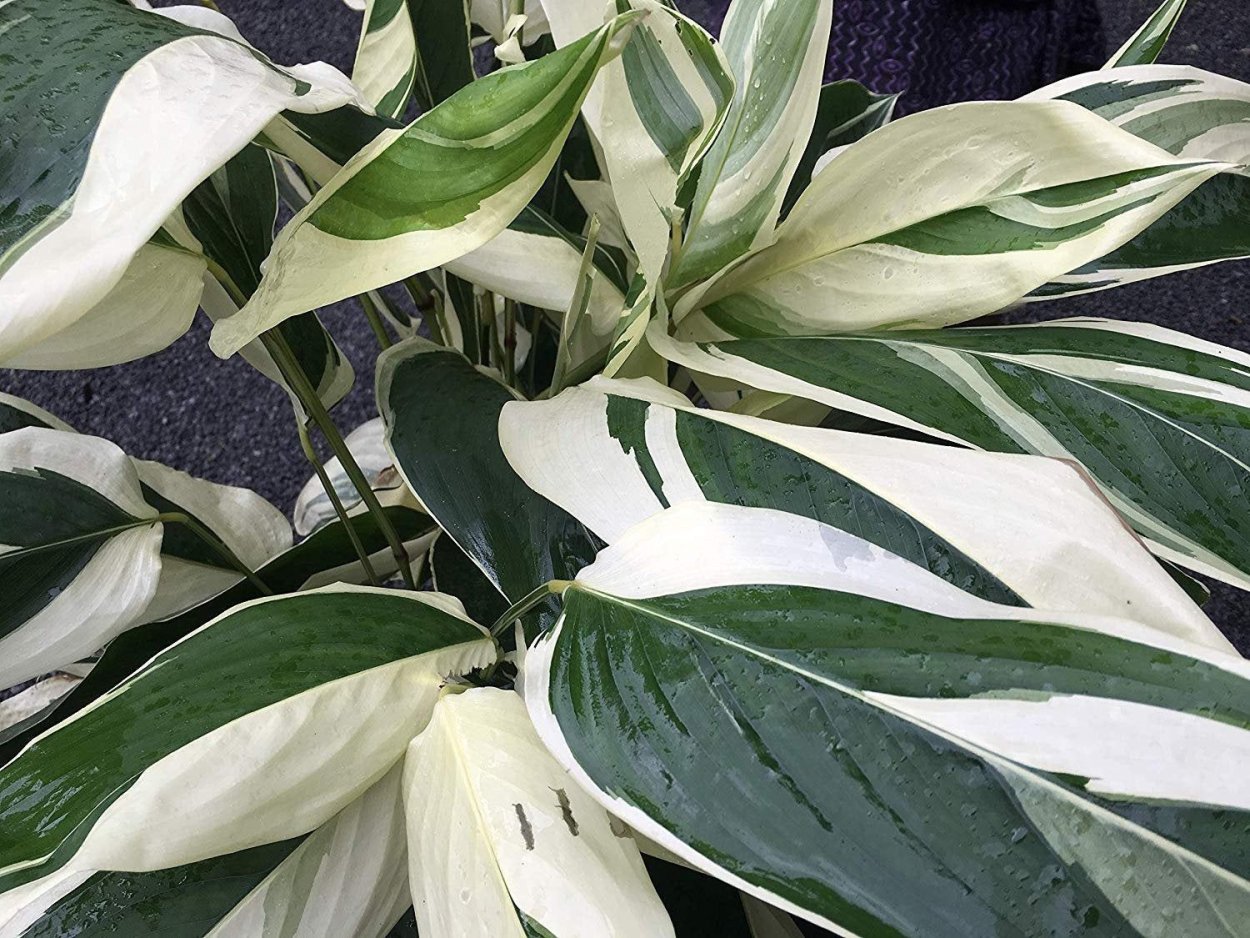 Пизония зонтичная вариегатная