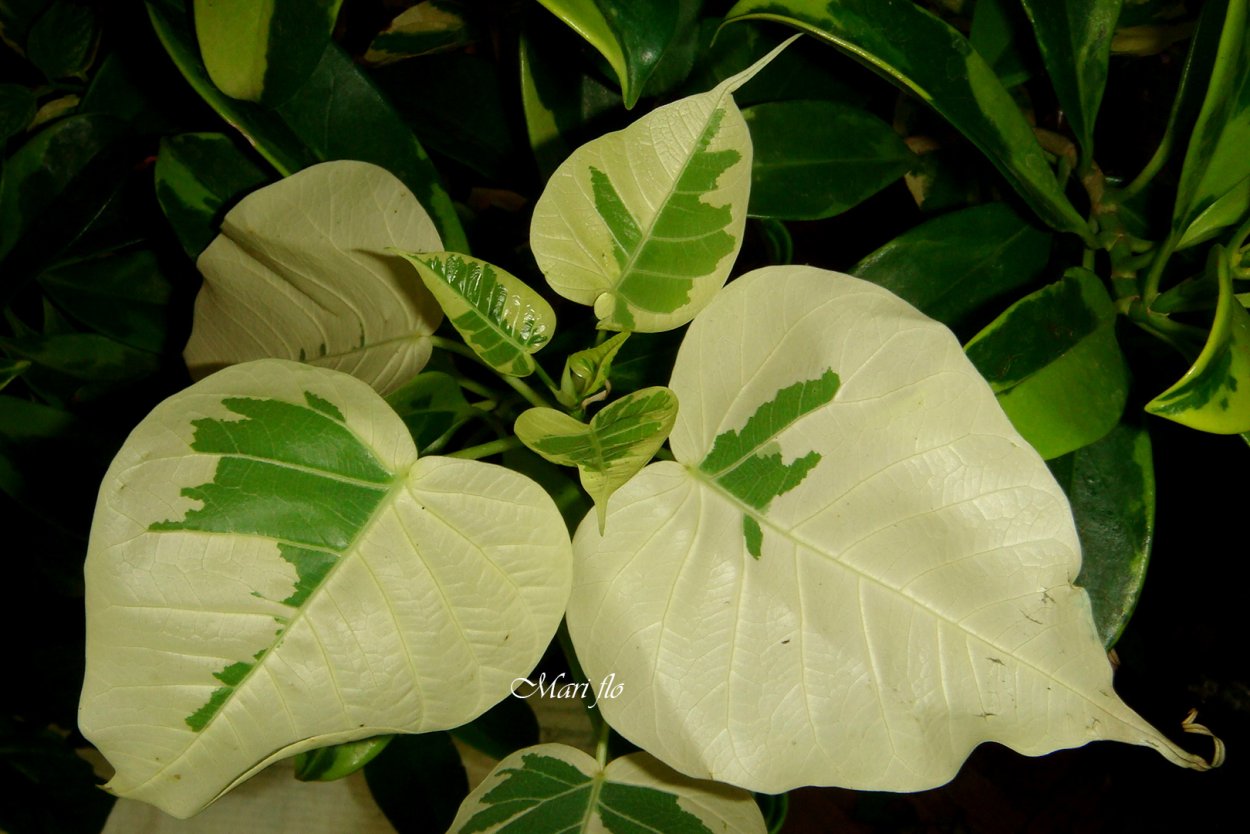 Фагрея вариегатная