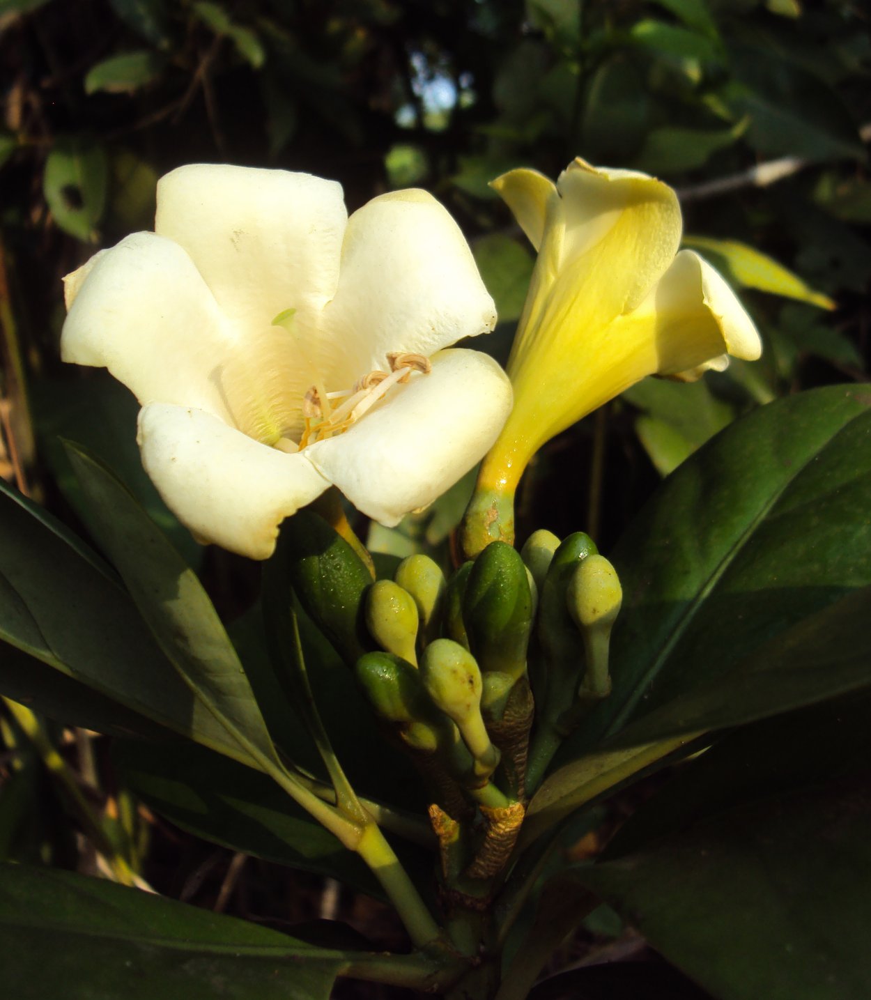 Fagraea fragrans