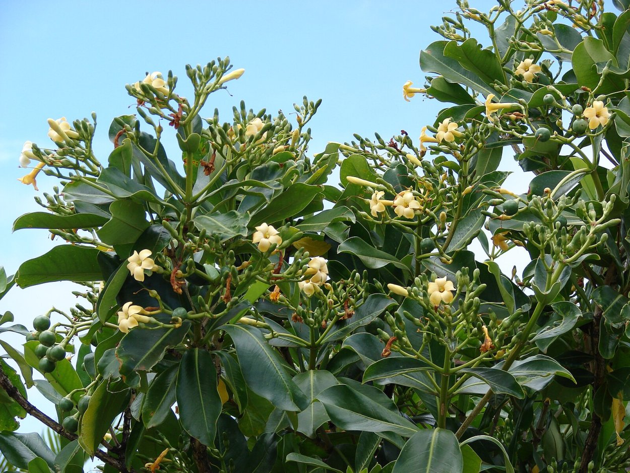 Фагрея цейлонская