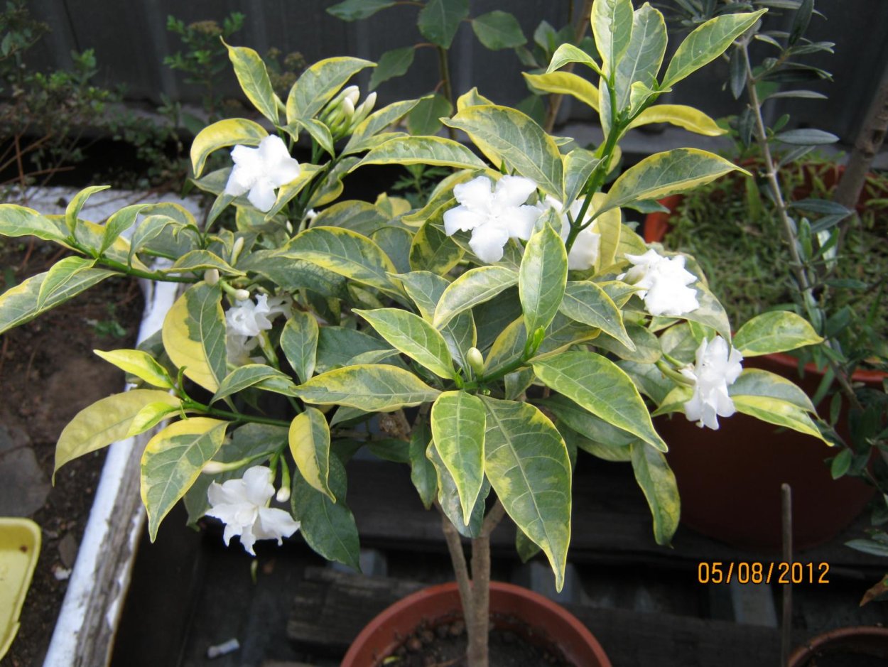 Филодендрон Вайт принцесс