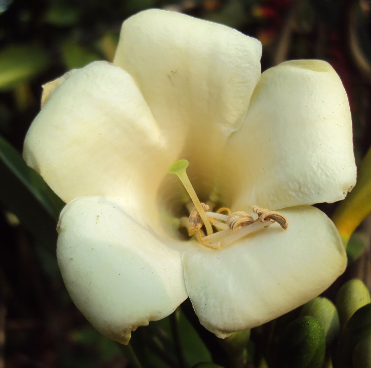 Фагрея цейлоника