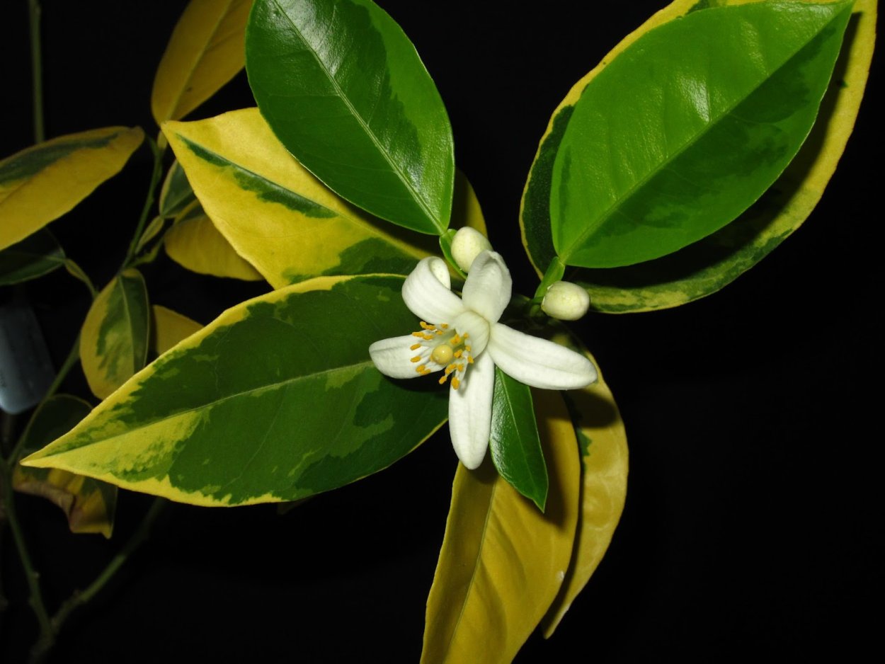 Валенсия вариегатная апельсин