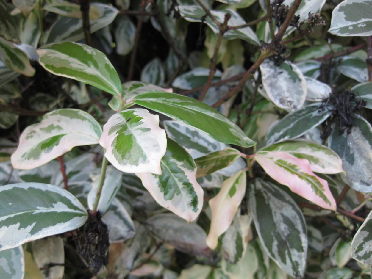 Маранта Бьюти Ким