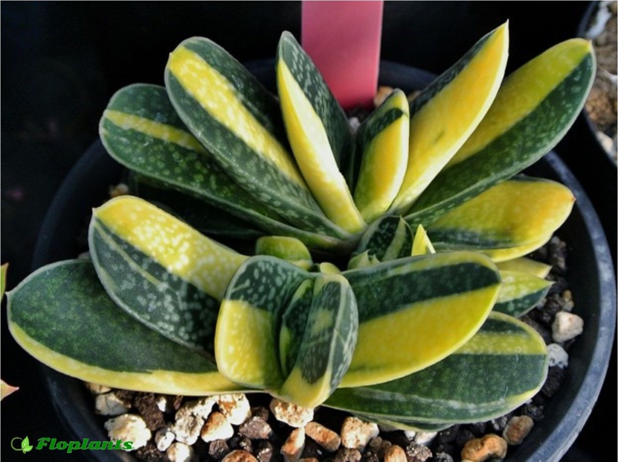 Maranta arundinacea variegata