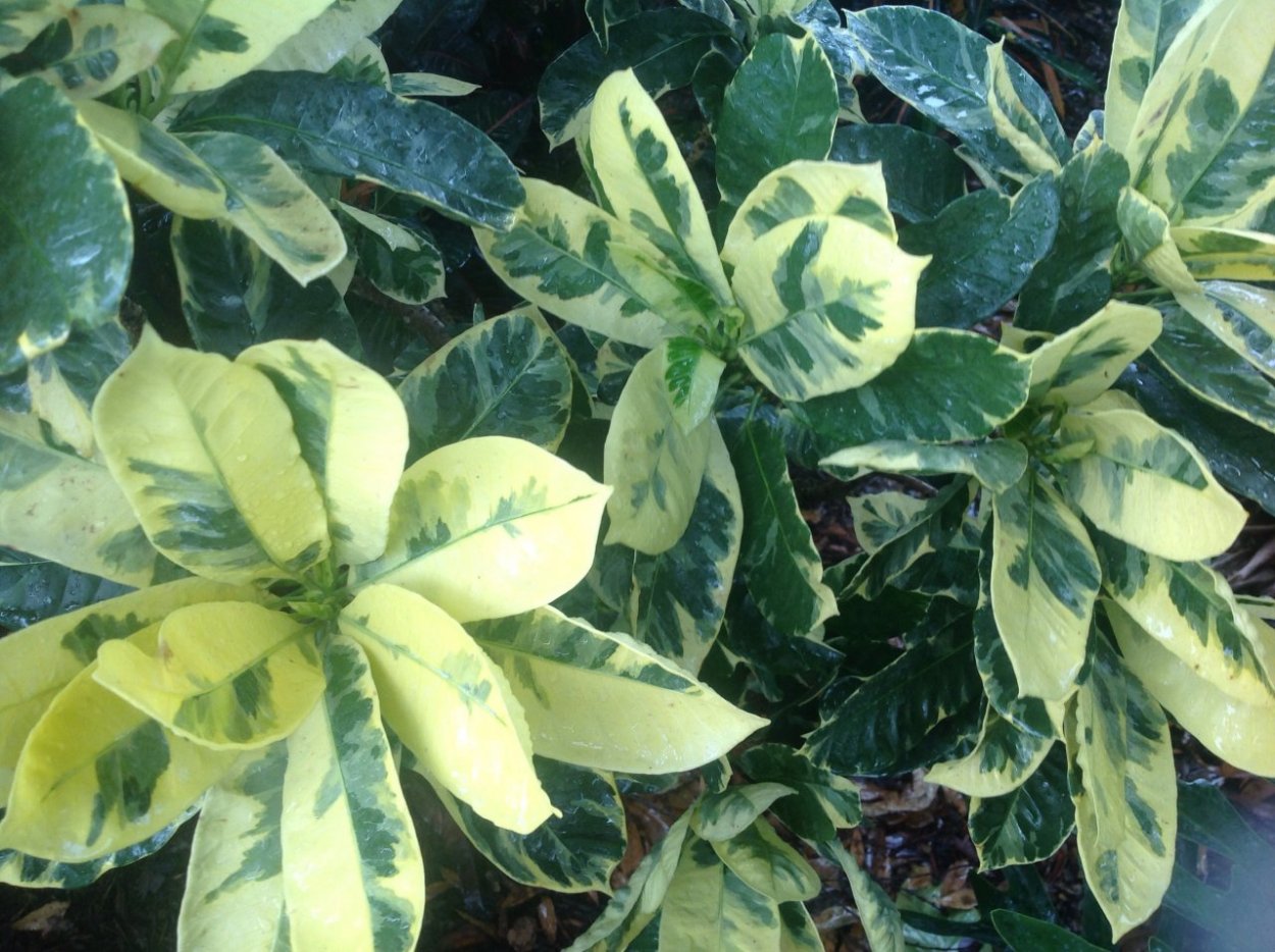 Эпипремнум энд Джой