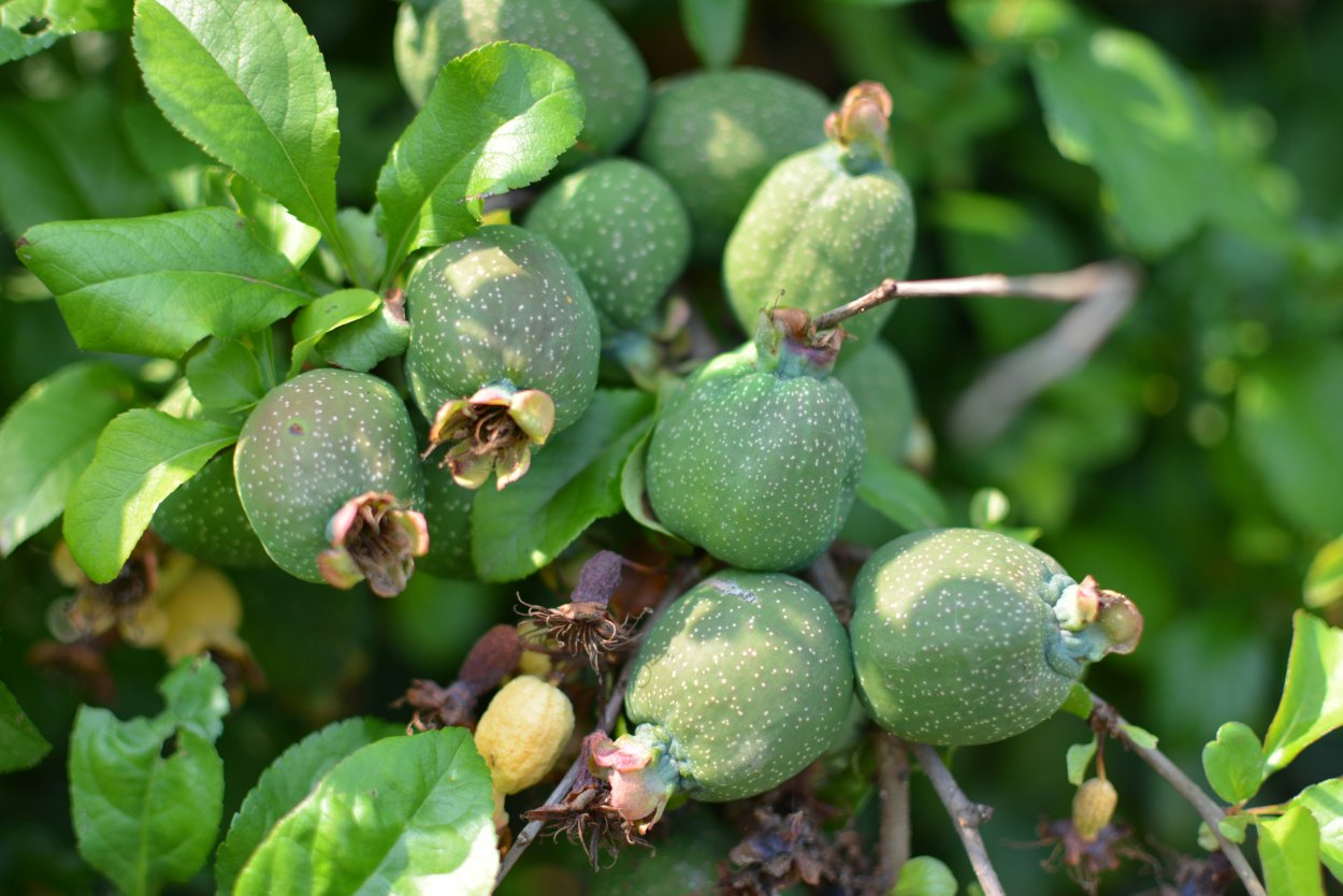 Шефердия дерево