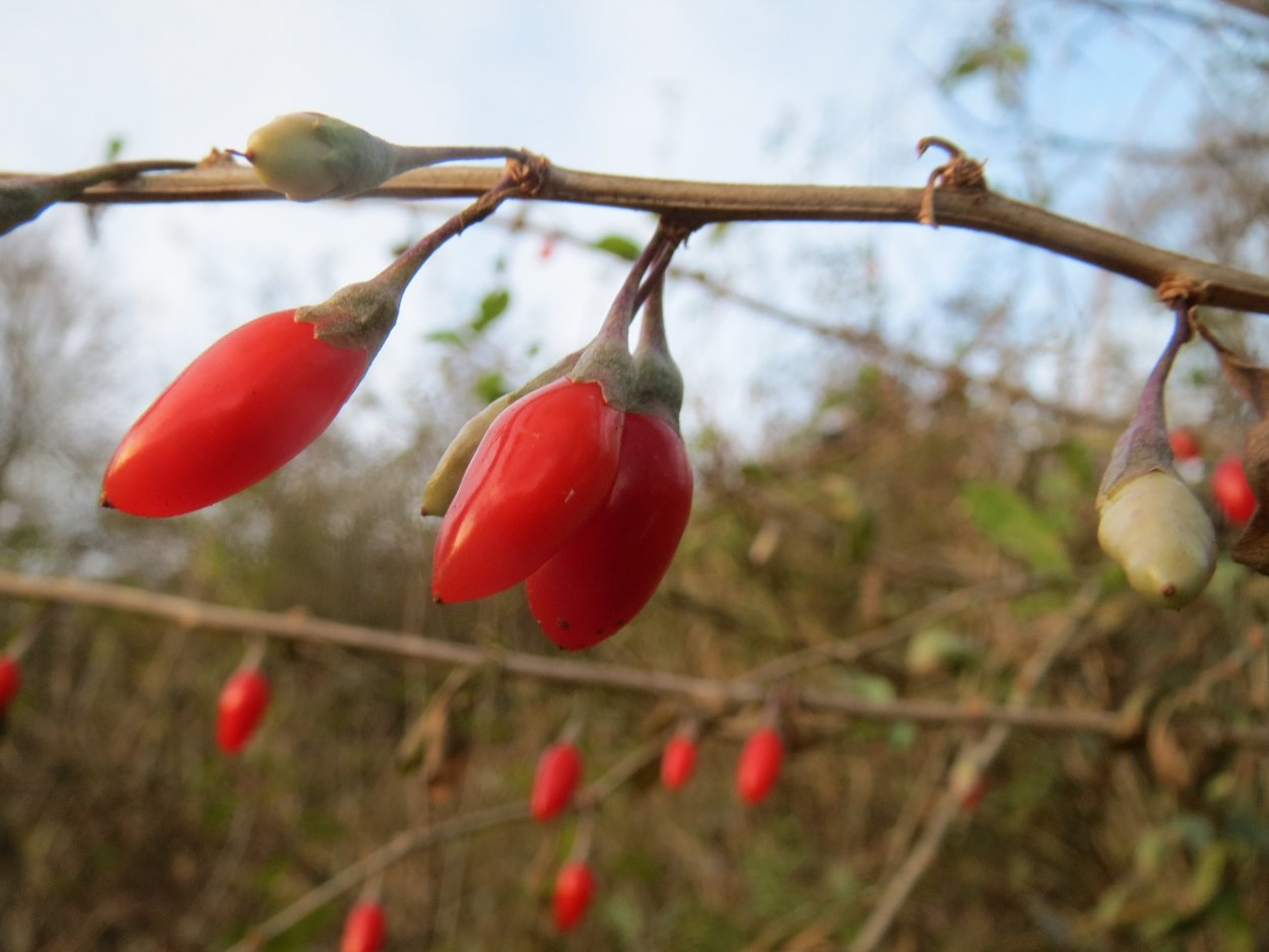 Джуда финики