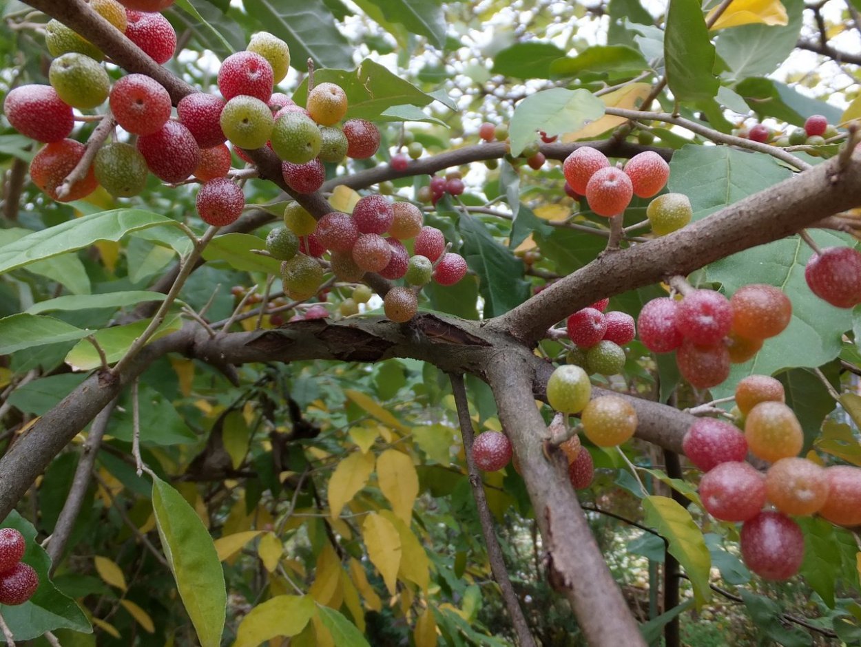 Узбекские финики Джида