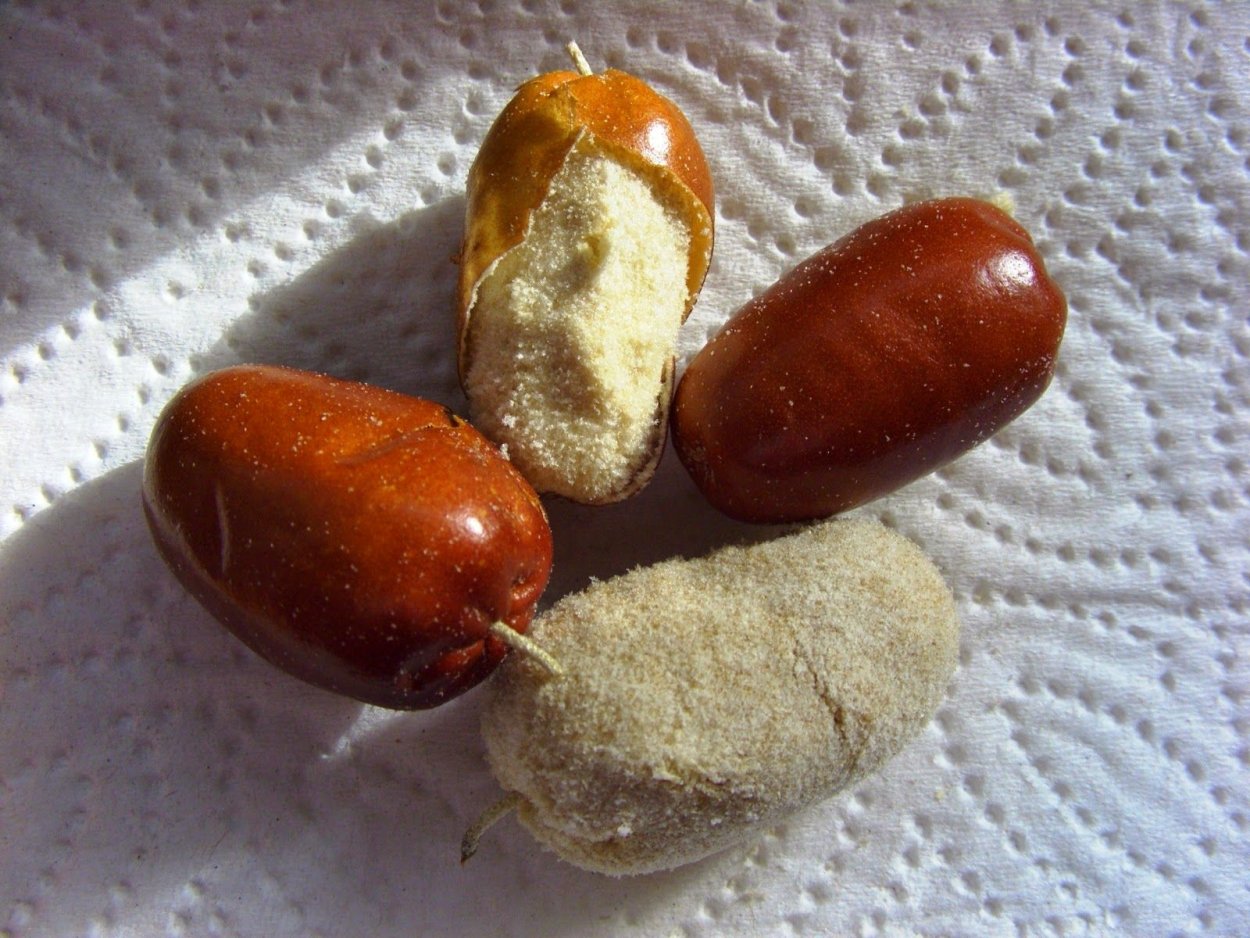 Лох узколистный (Elaeagnus angustifolia)