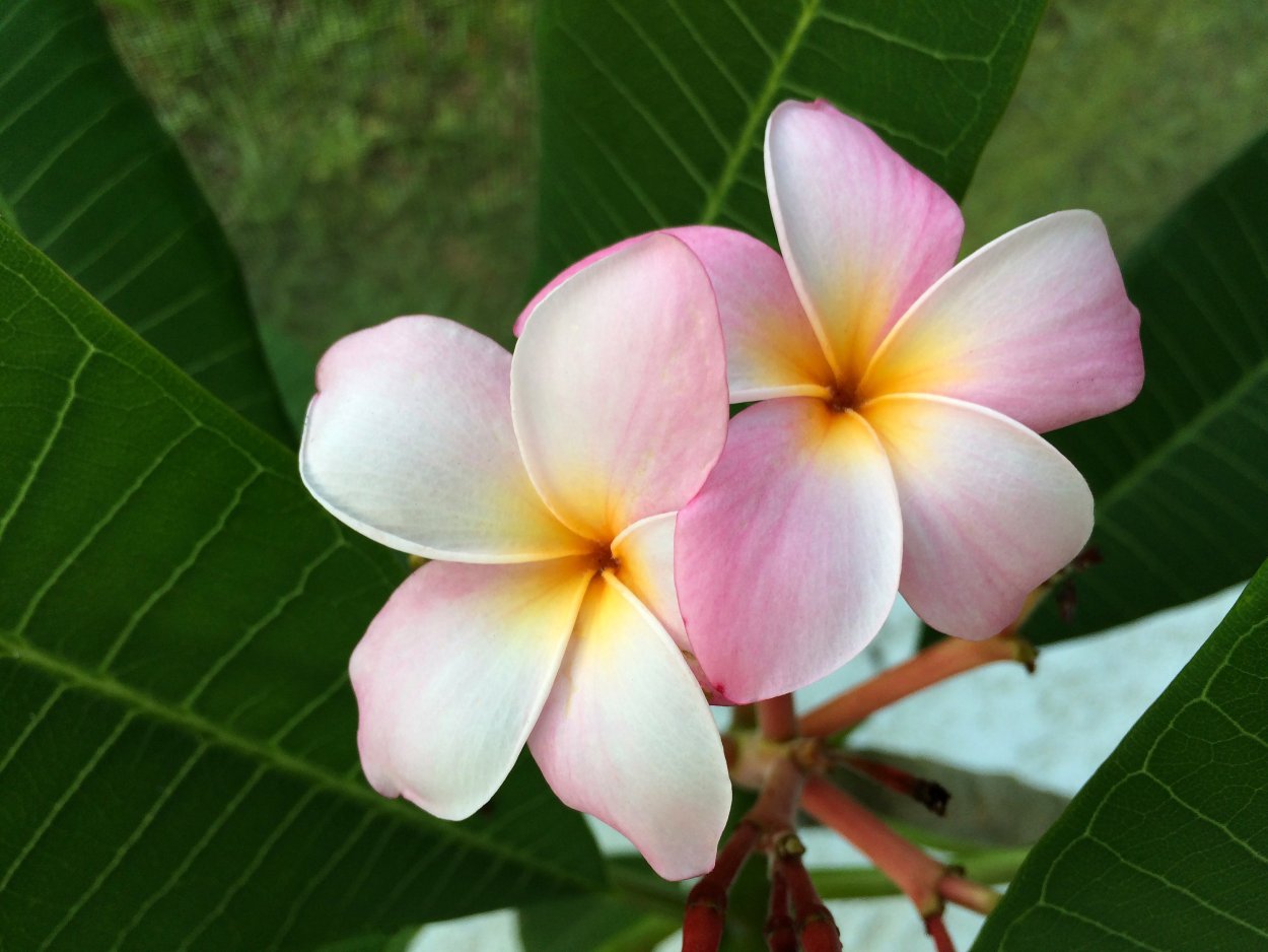 Цветок Тайланда Франжипани