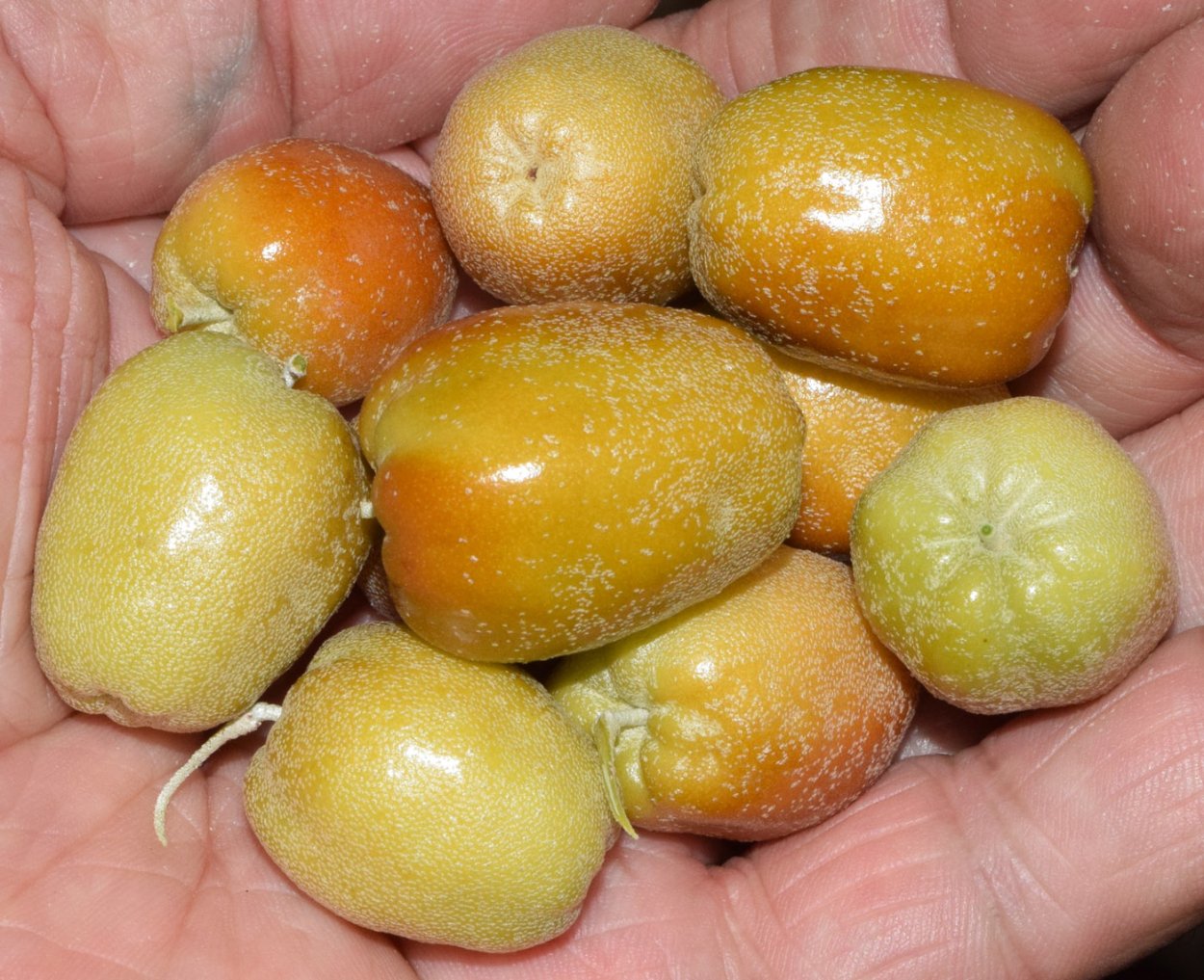 Лох узколистный Северная олива