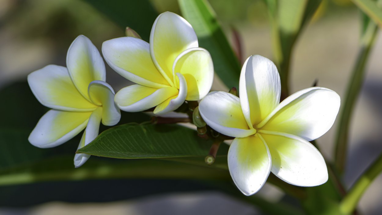 Камелия Плюмерия