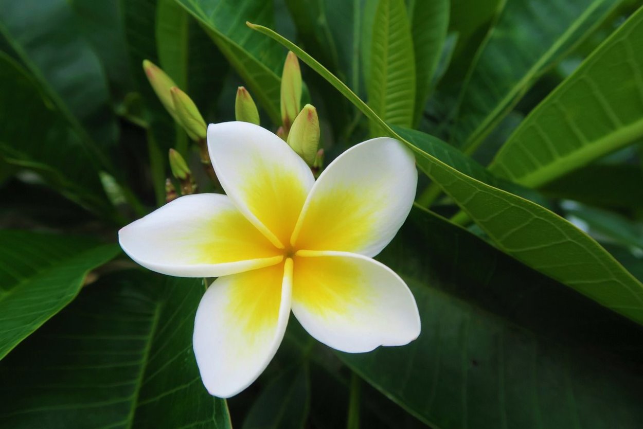 Цветы Плюмерия Франжипани