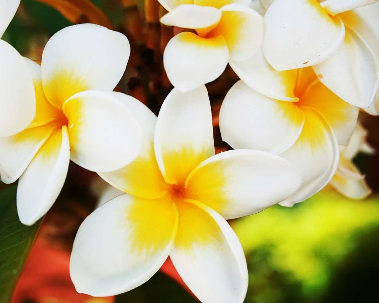 Анемона ветреница японская желтая