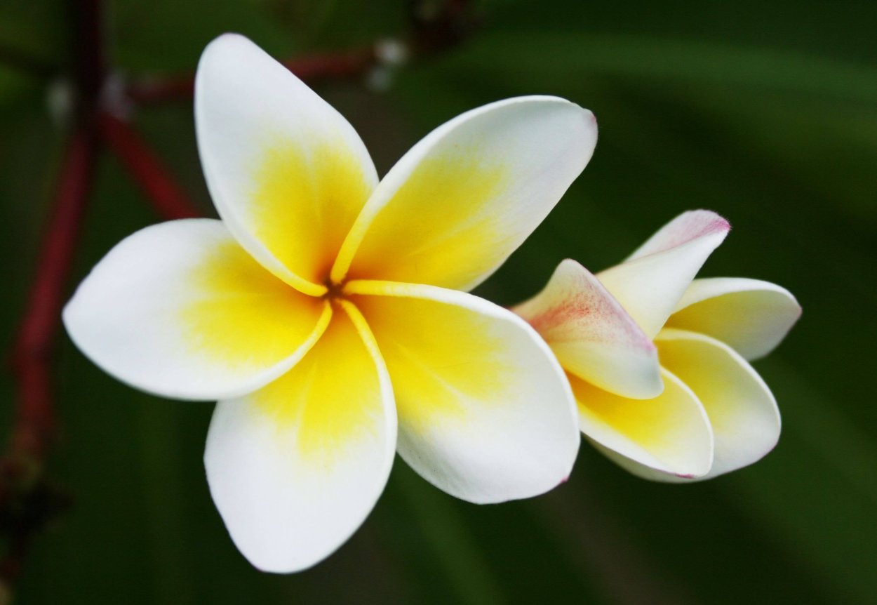 Чампака Плюмерия