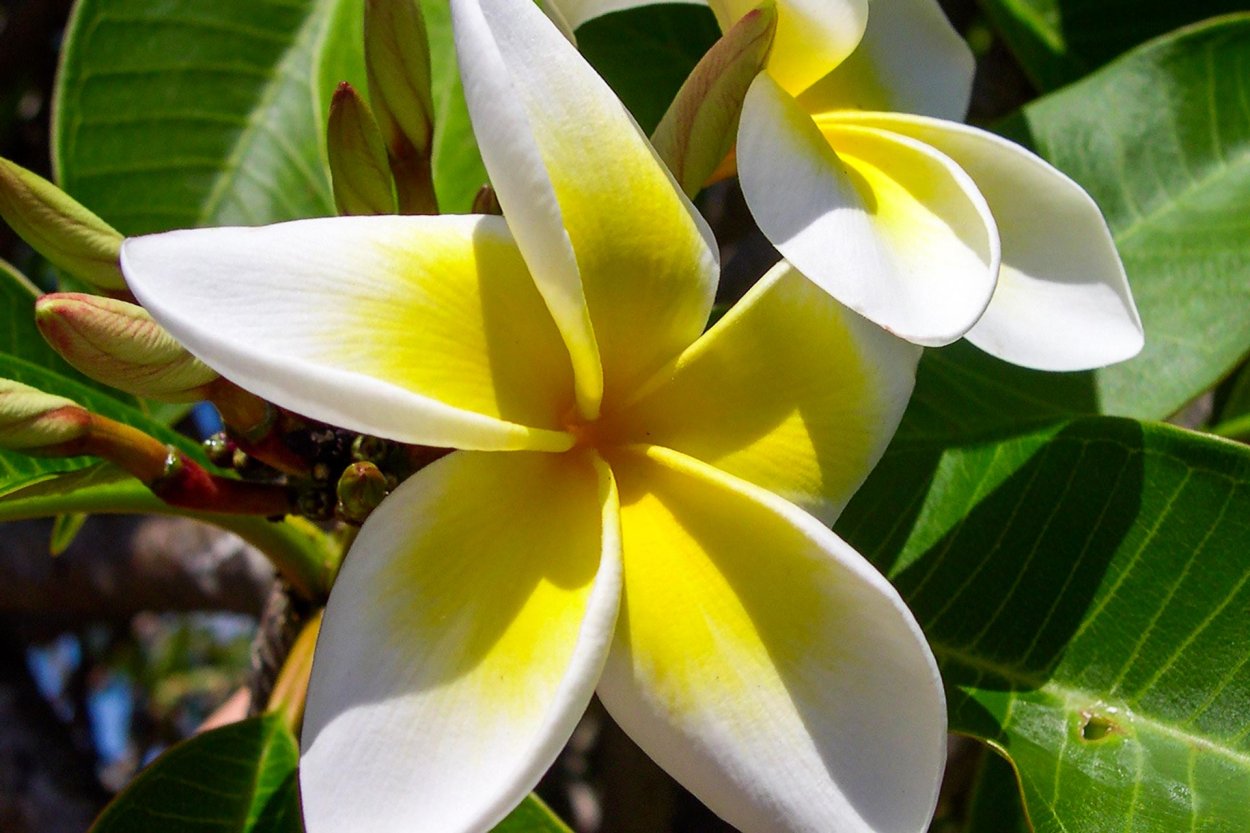 Гавайские цветы