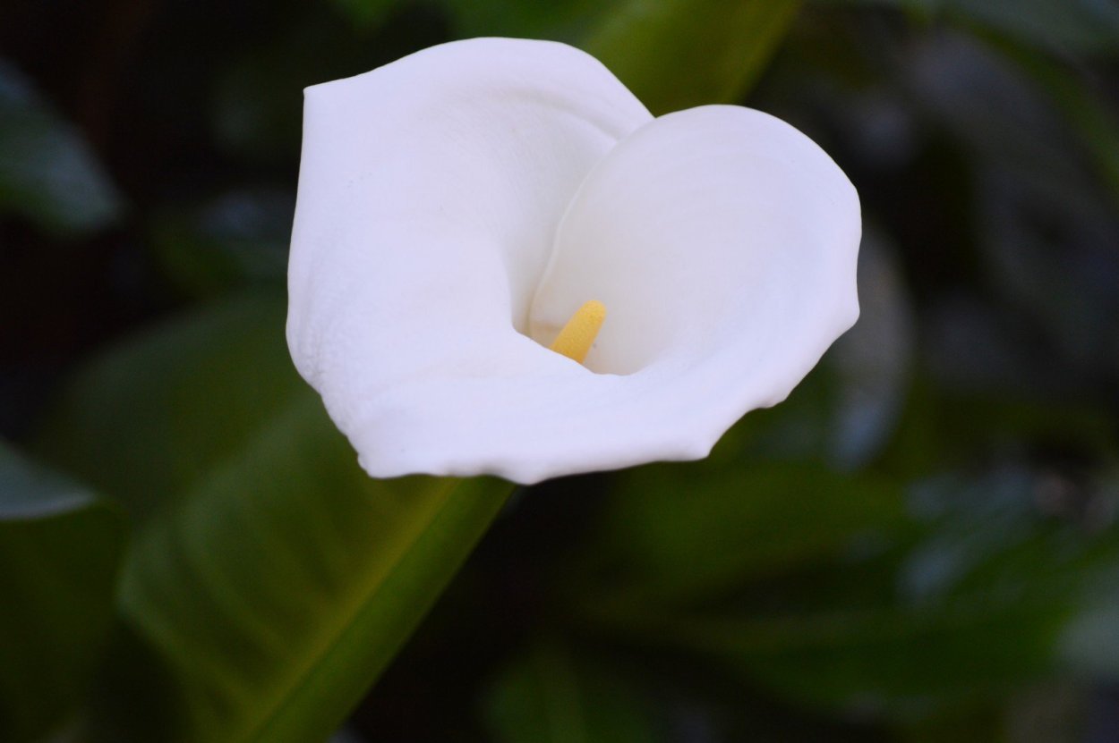 Тропические цветы на желтом фоне