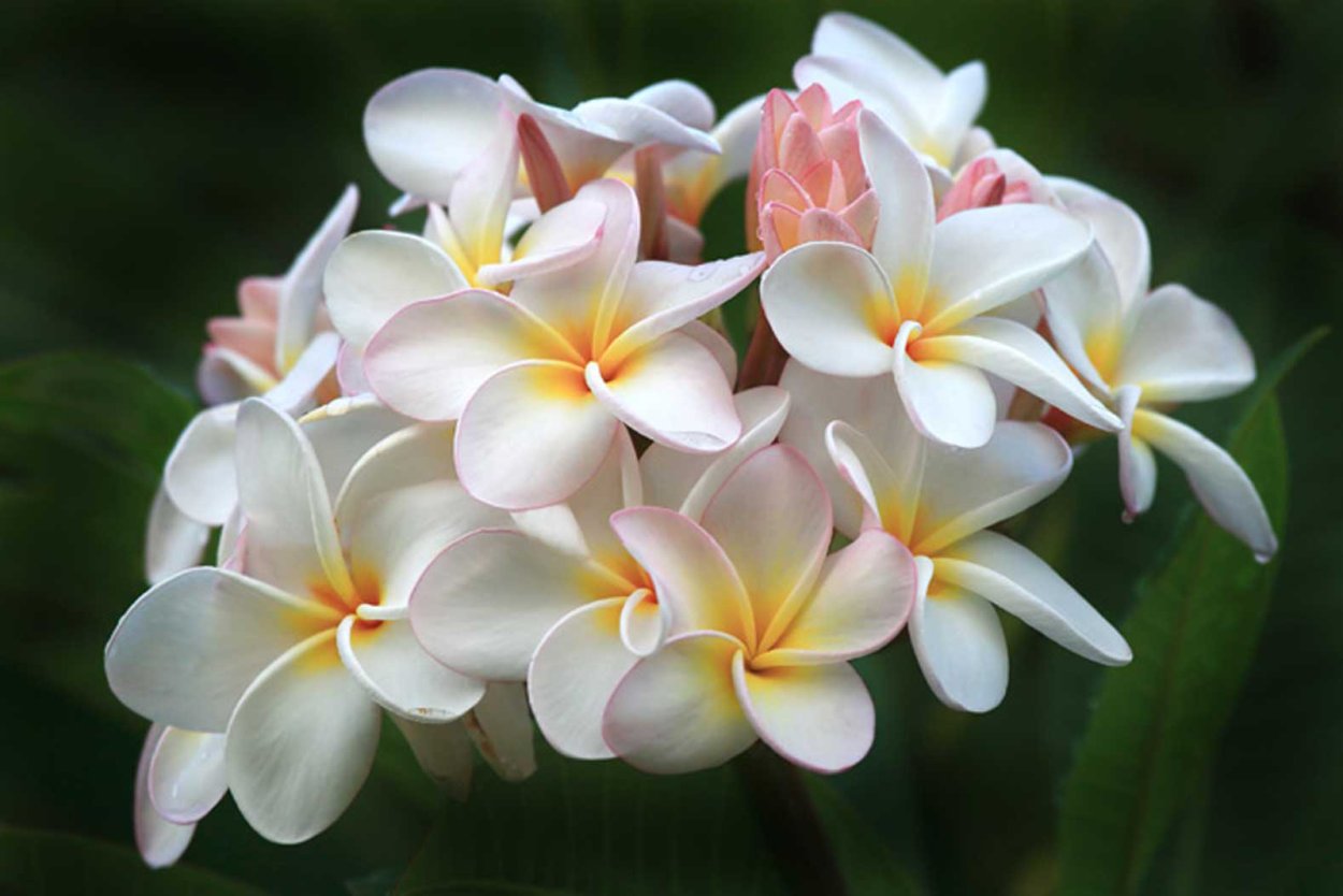 Плюмерия Альба