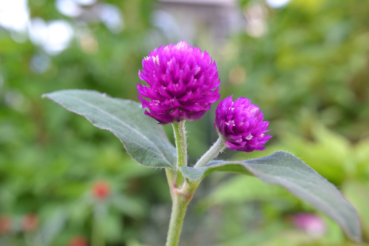 Гомфрена пурпурная