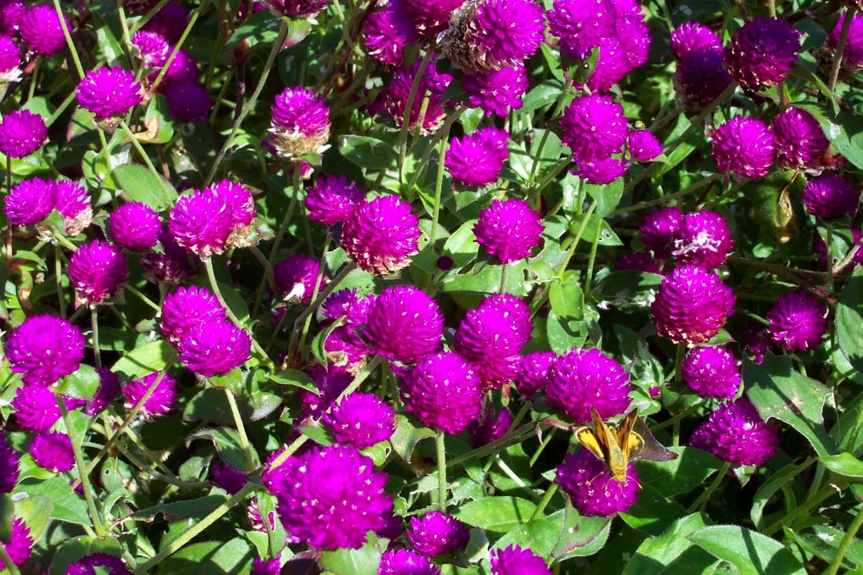 Гомфрена шаровидная buddy Purple