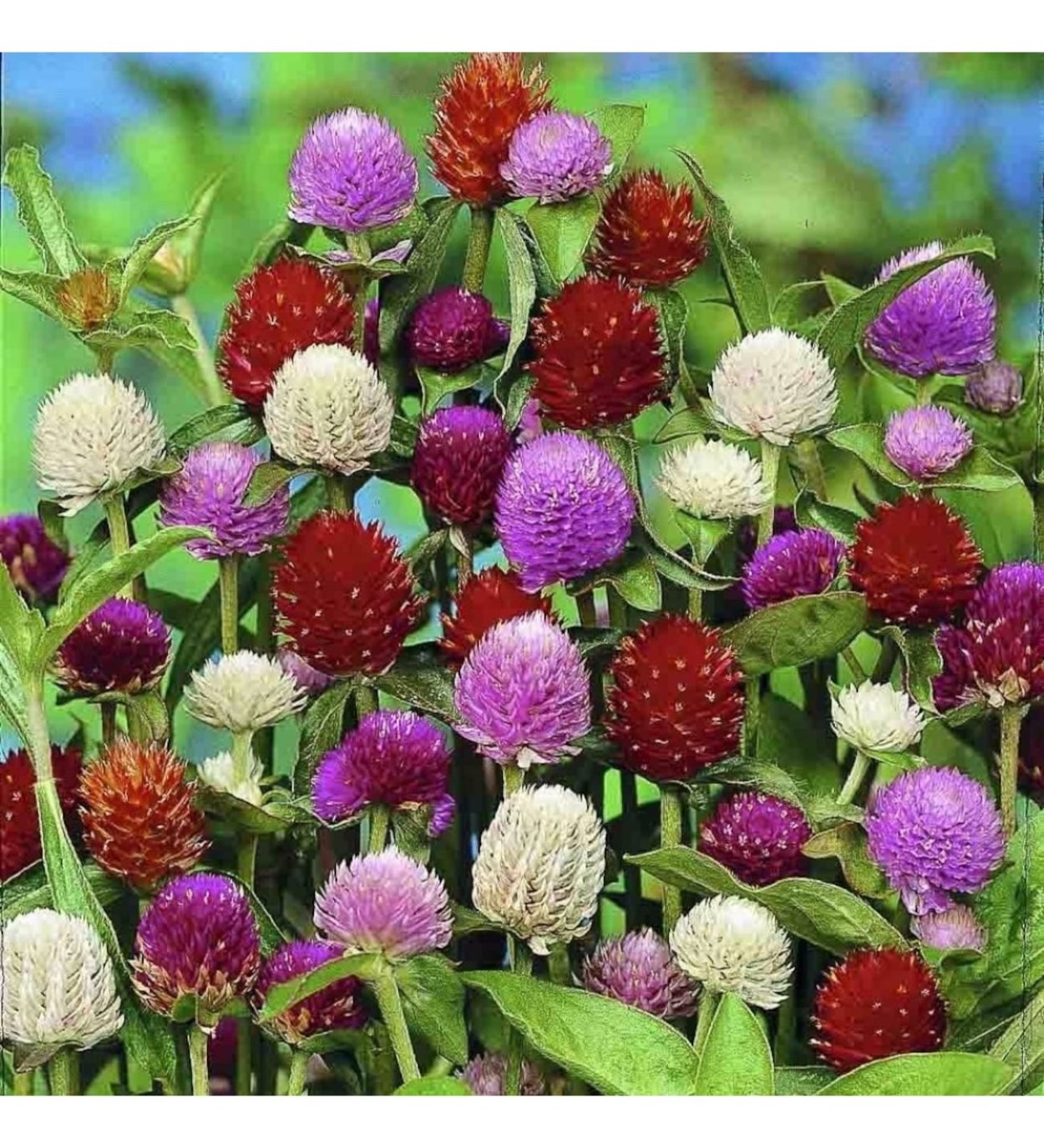 Гомфрена пурпурная