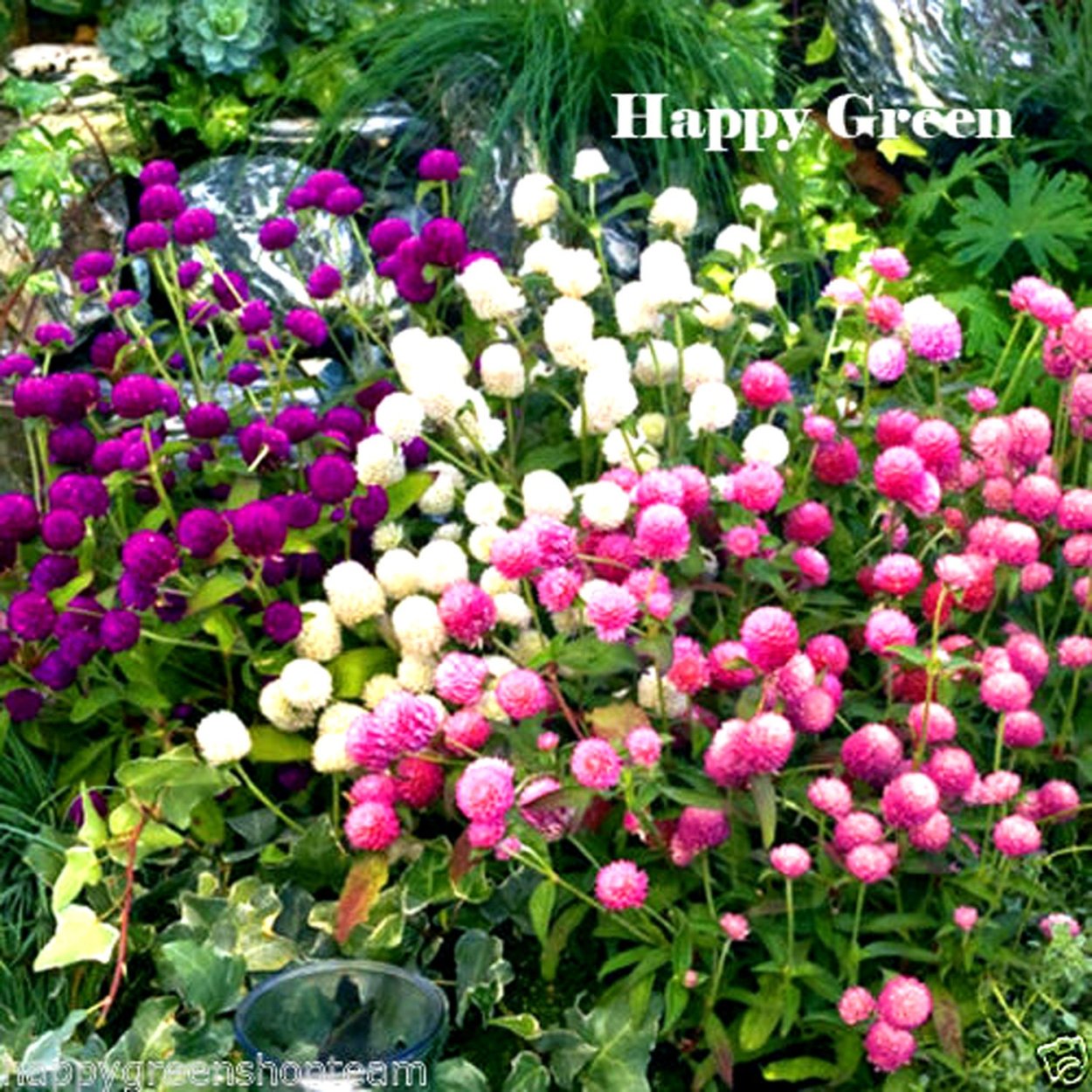 Гомфрена шаровидная сухоцвет