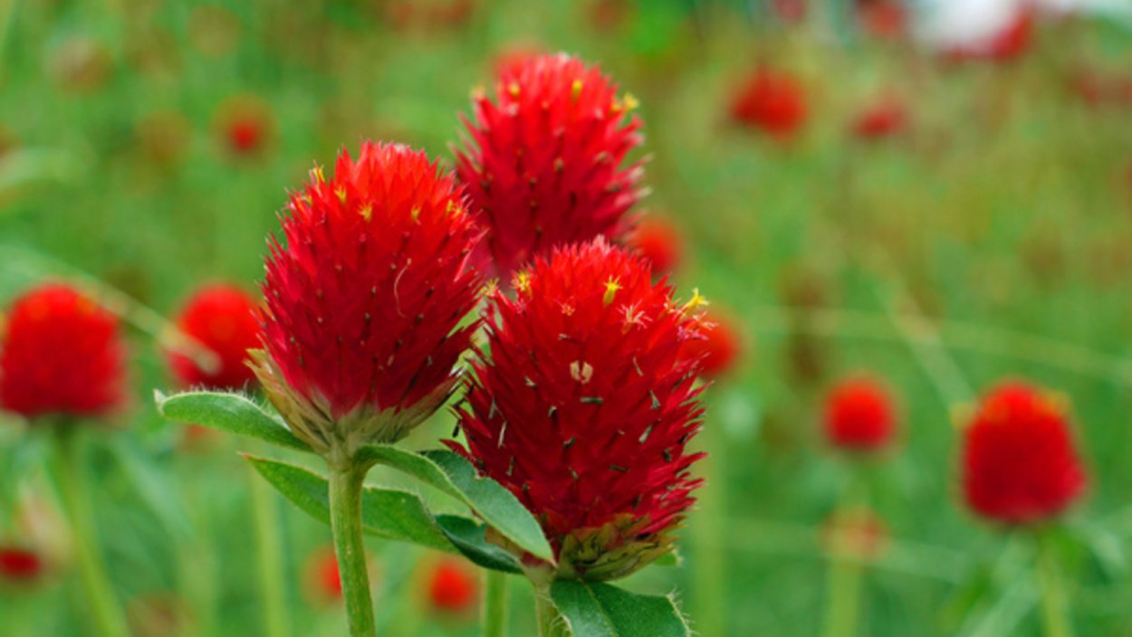 Крепкое растение