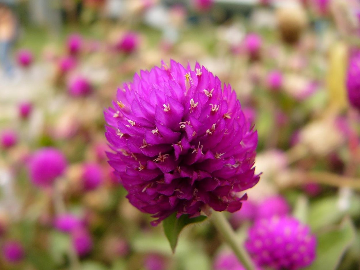 Гомфрена шаровидная сухоцвет