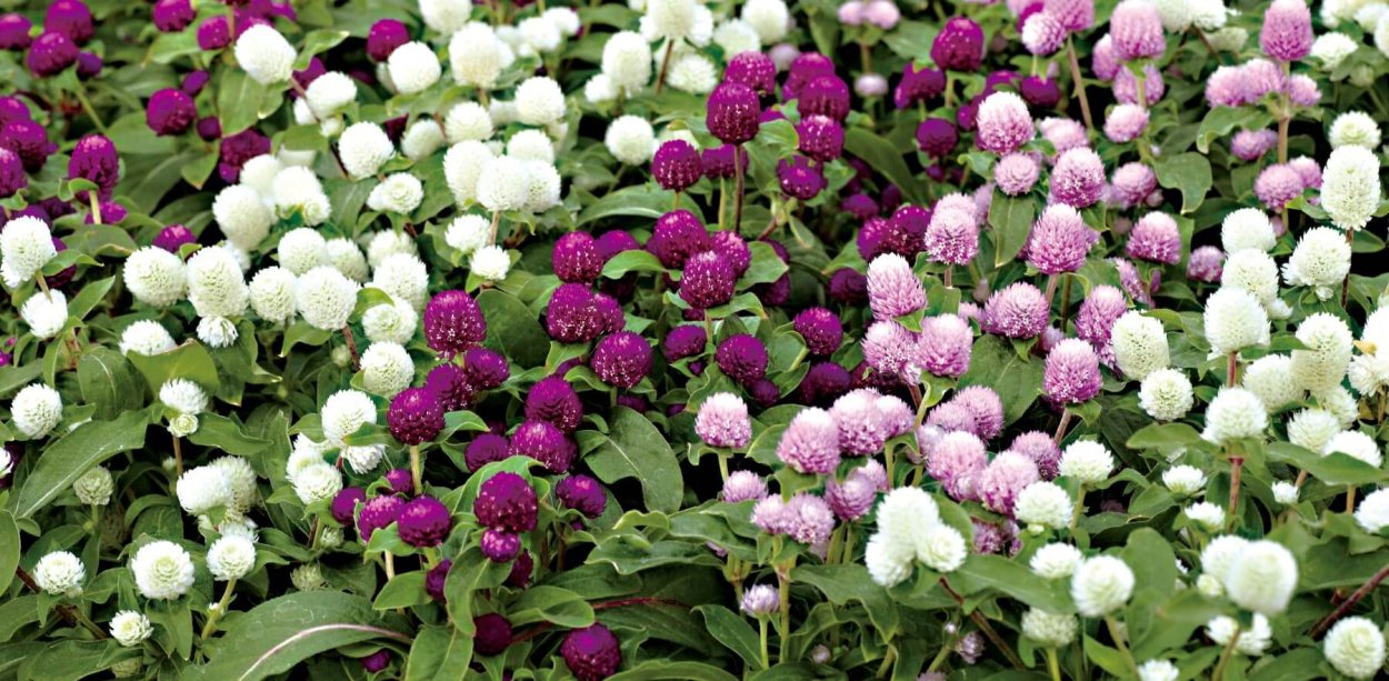 Гомфрена цветок