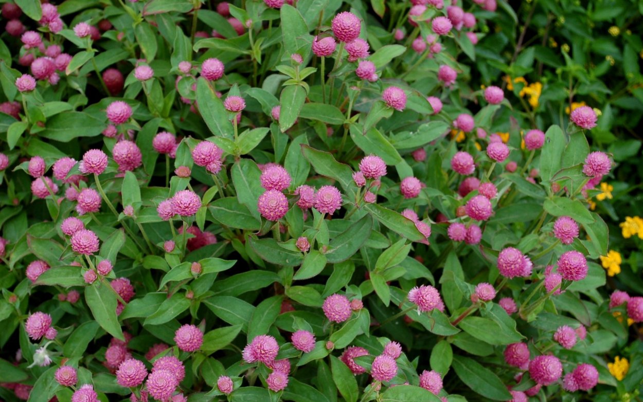 Гомфрена шаровидная