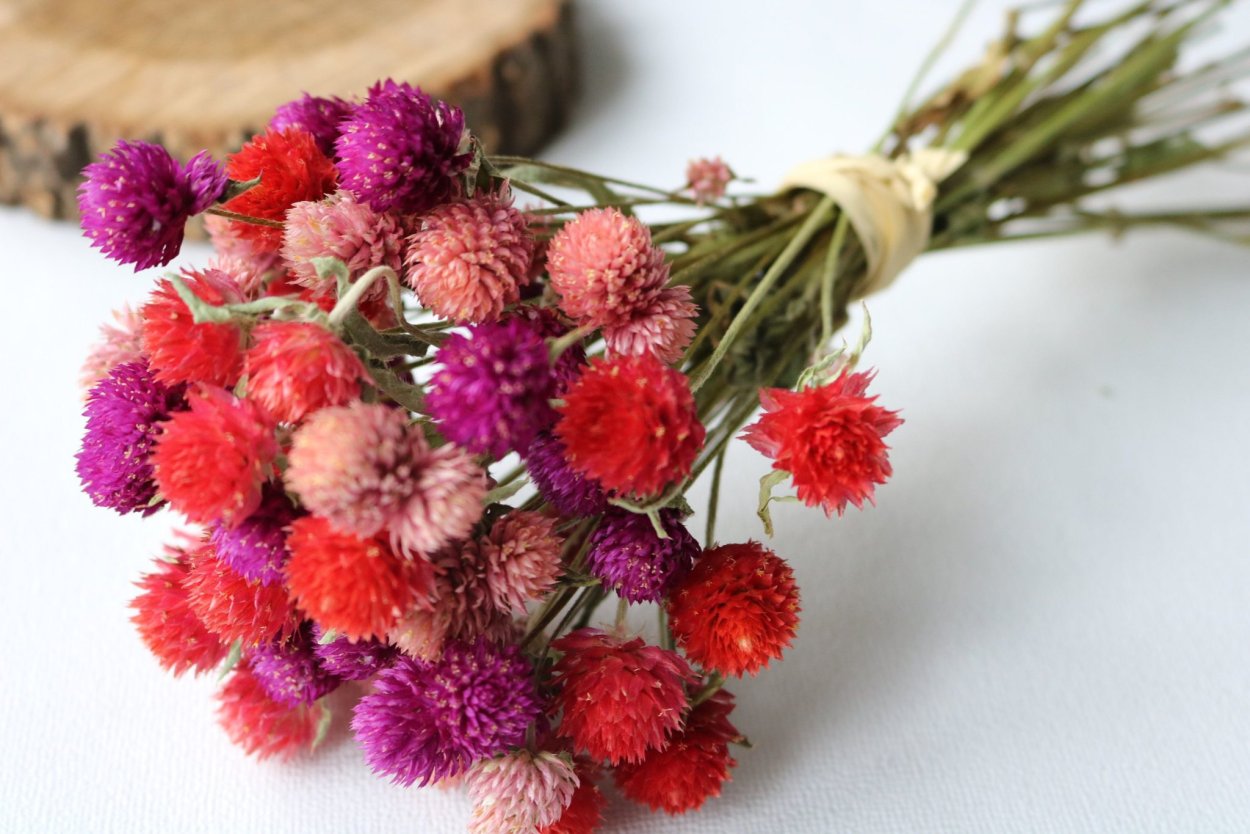 Гомфрена рассеянная