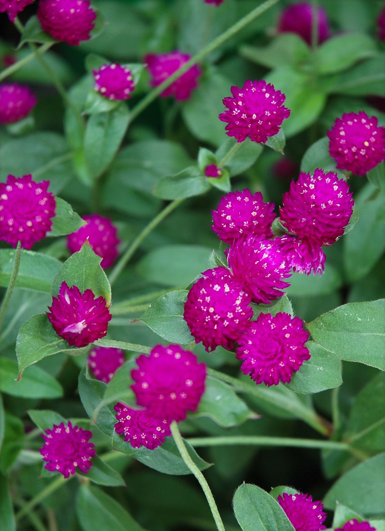 Гомфрена Клевер