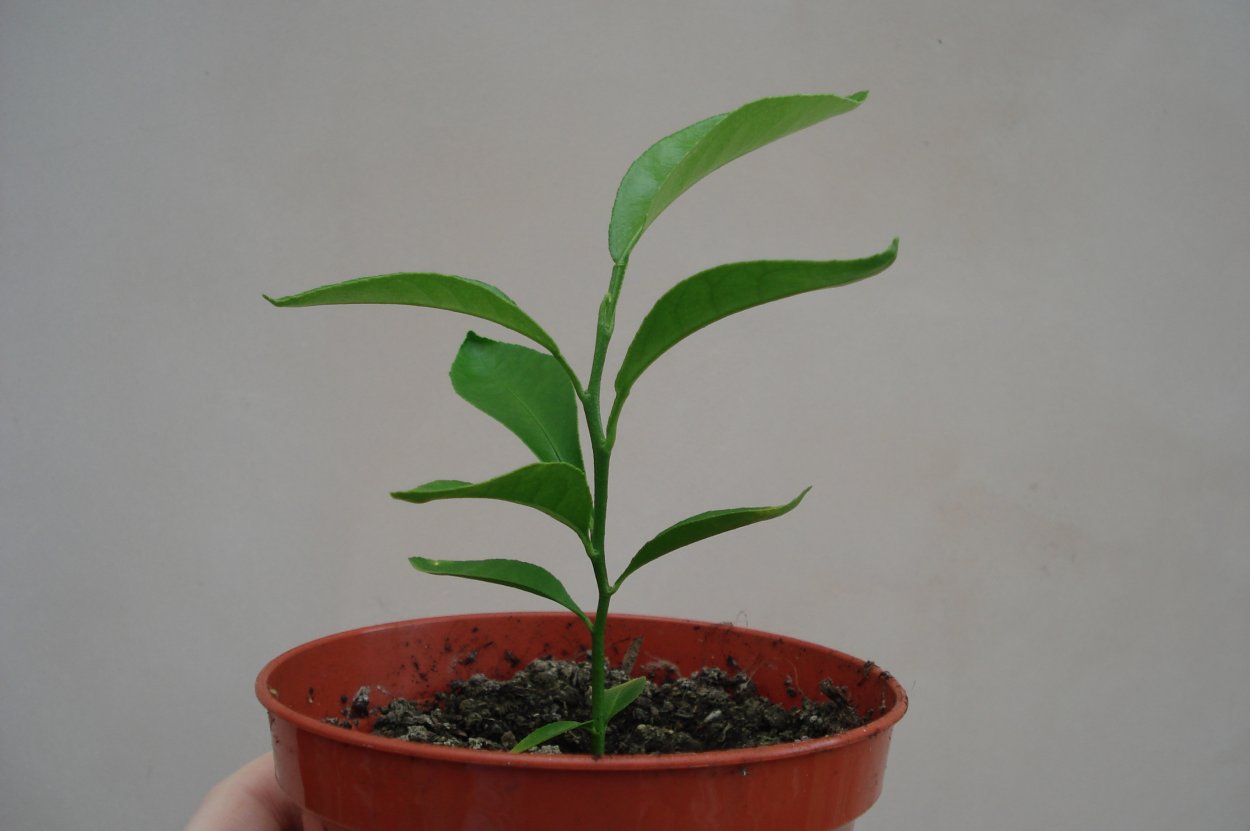 Мандариновое дерево Росток