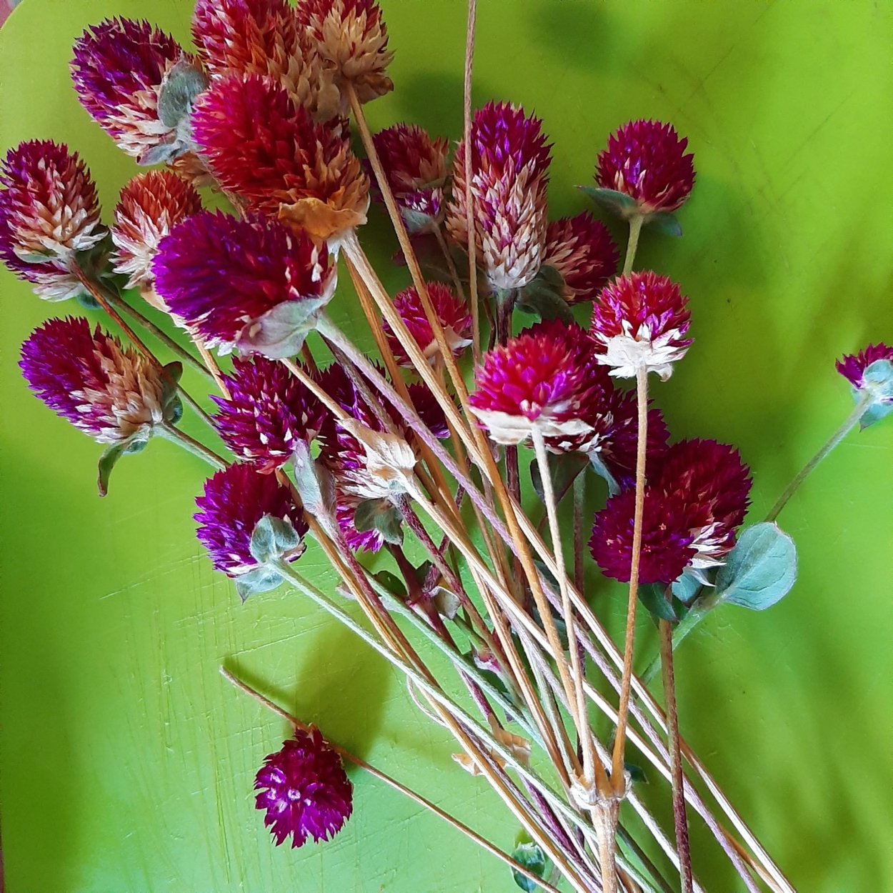 Картамус гомфрена