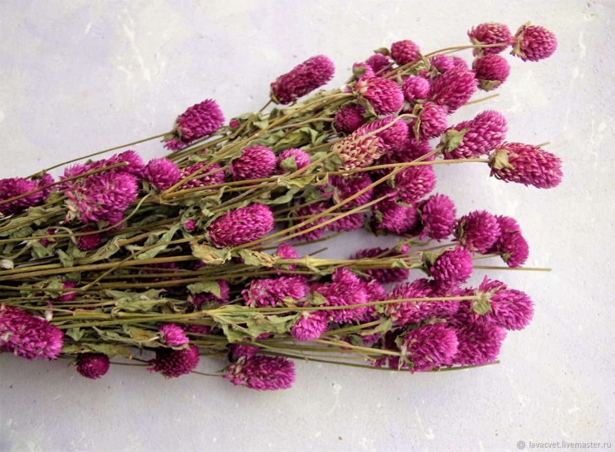 Гомфрена в букете