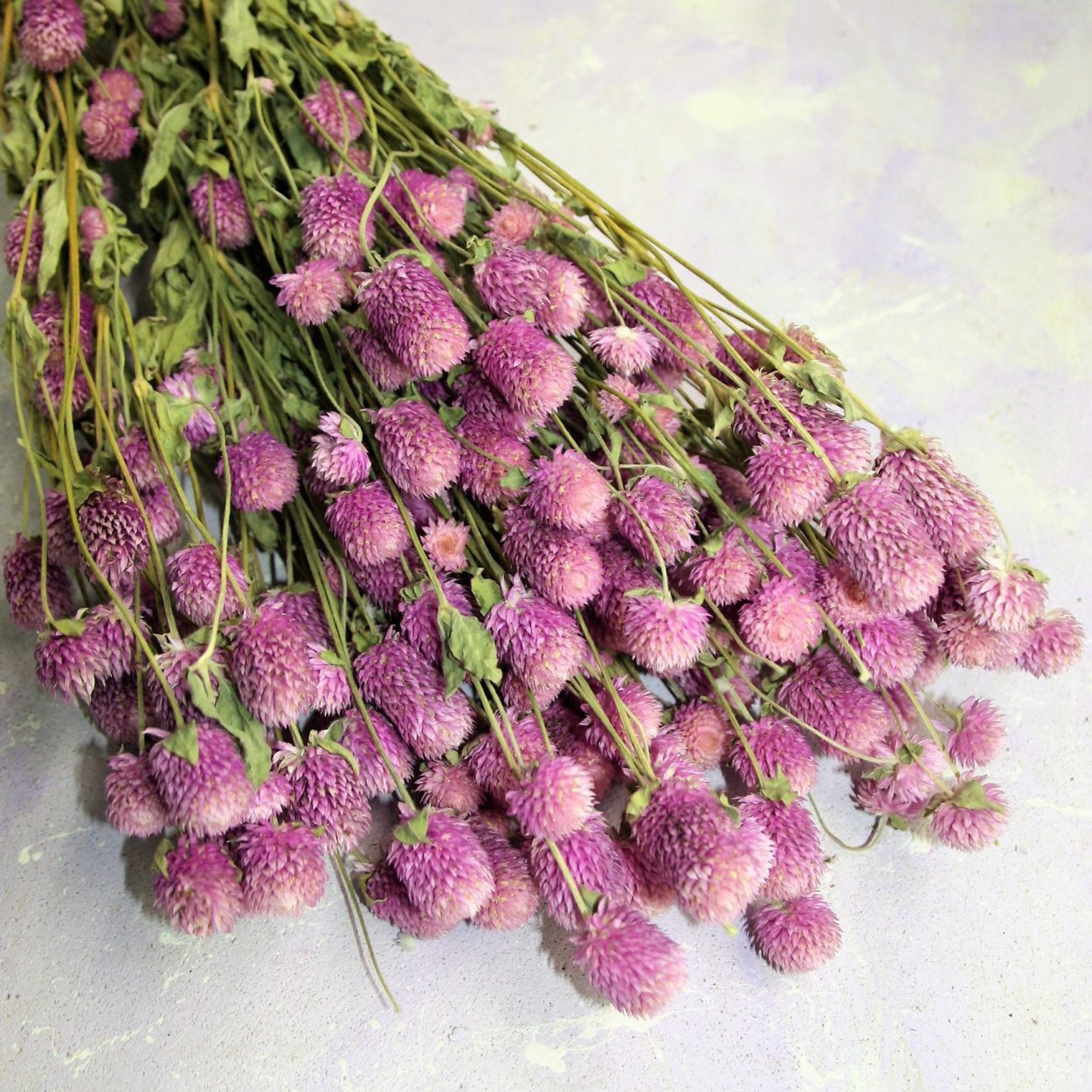 Гомфрена Клевер