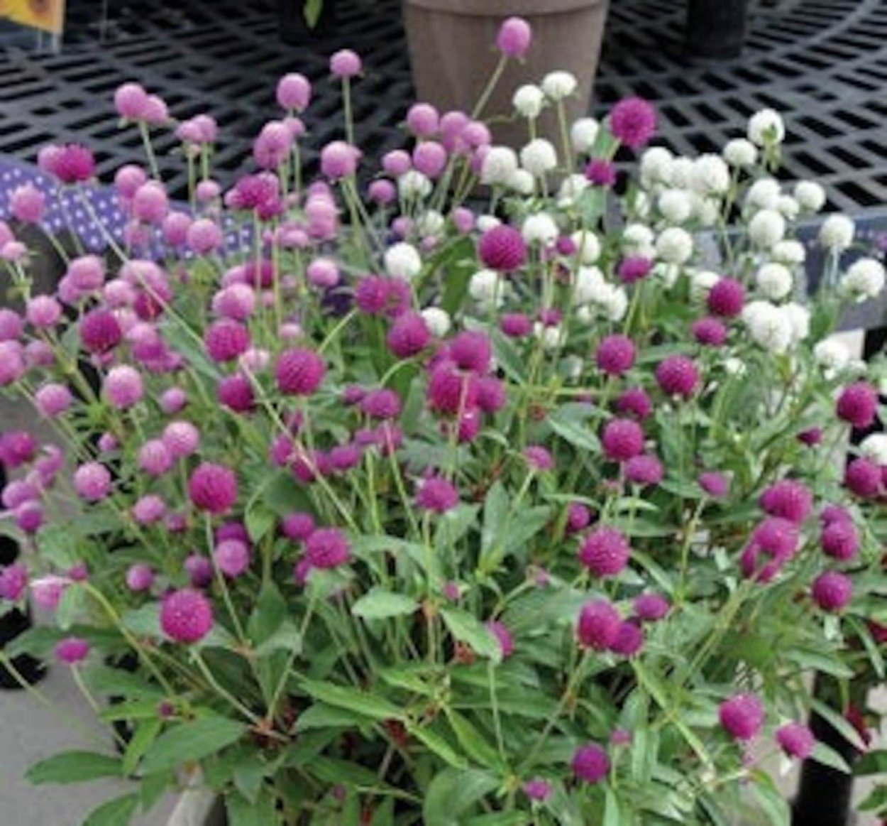 Гомфрена атомный пурпур