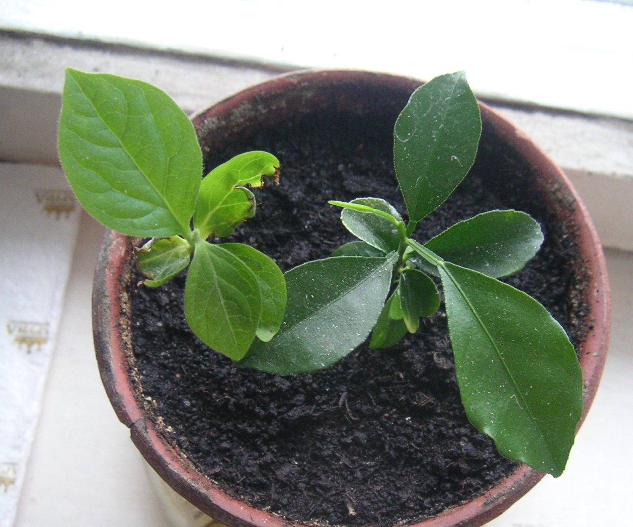 Росток лимонного дерева всходы