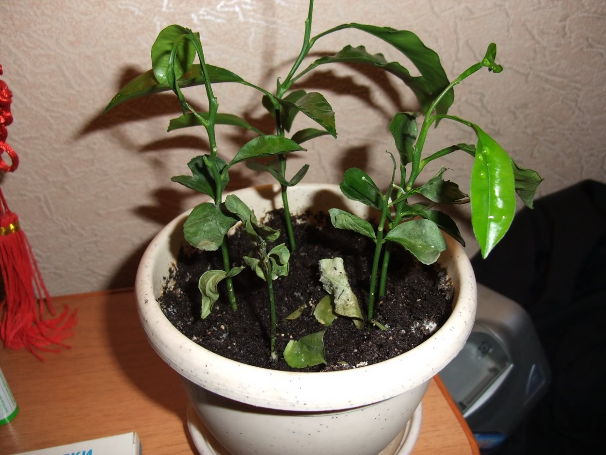 Апельсин из косточки