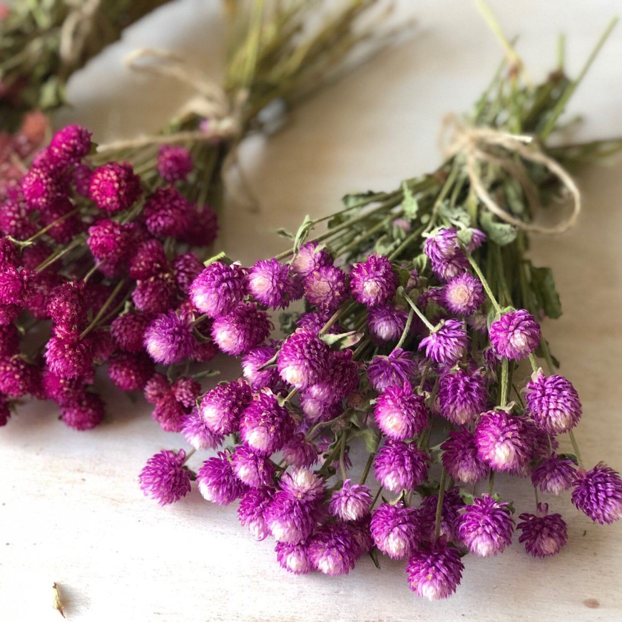 Гомфрена Gomphrena qis Mix